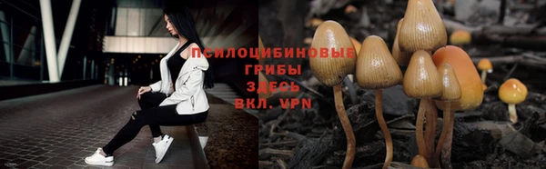 стафф Карпинск